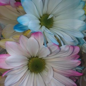 Meet your Posher, Kaylyn